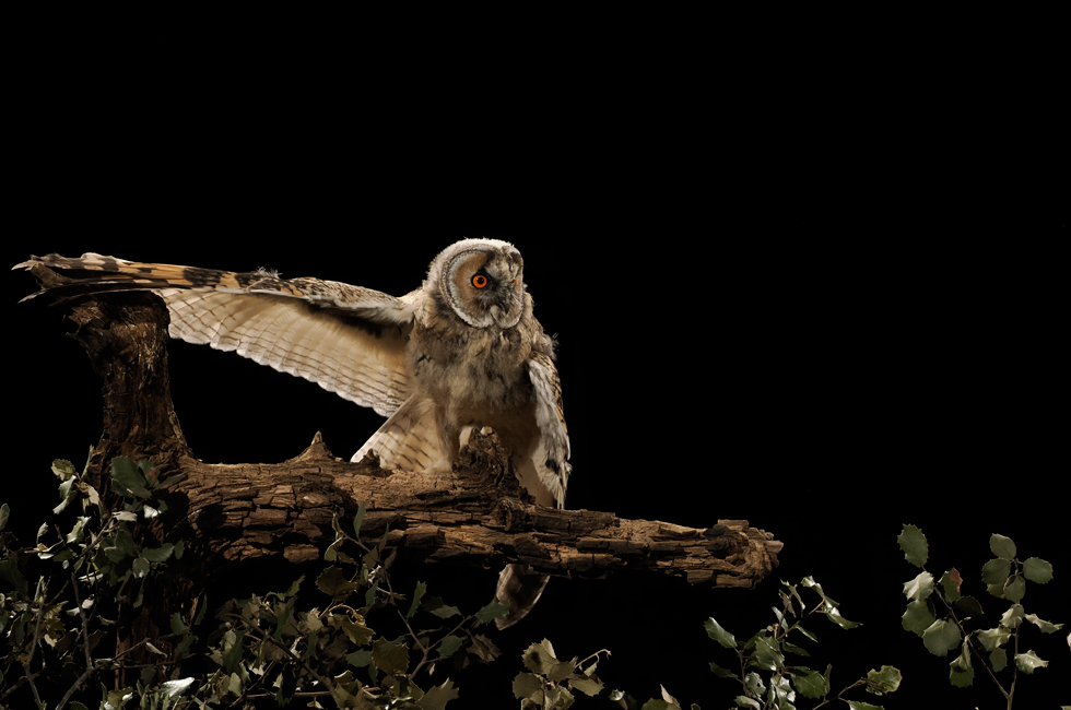 Imagen 23 de la galería de Búho Chico - Long-eared Owl
